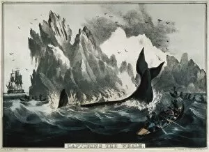 Aquatic Gallery: CURRIER and IVES. Capturing the whale. Litography