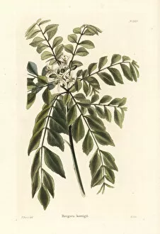 Shotter Collection: Curry tree or curry leaf tree, Murraya koenigii