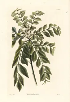 Cooke Prints: Curry tree or curry leaf tree, Murraya koenigii