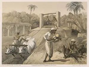 Curry Prints: Curry&rice / Gardening
