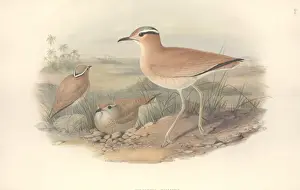 Cursorius cursor, cream-coloured courser