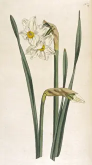 Curtis / 2Flower Narcissus