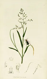 Annua Gallery: Curtis British Entomology Plate 1
