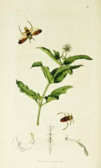 Curtis British Entomology Plate 10