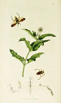 Boatman Prints: Curtis British Entomology Plate 10