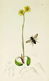 Ursinus Prints: Curtis British Entomology Plate 101