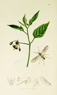 Dulcamara Prints: Curtis British Entomology Plate 102