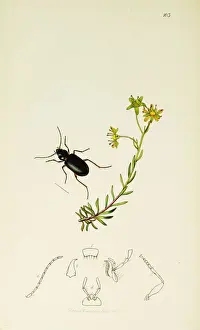 Saxifraga Prints: Curtis British Entomology Plate 103