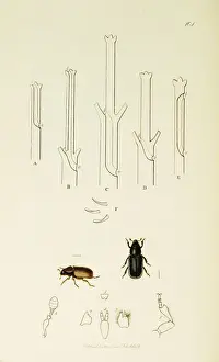 Curtis British Entomology Plate 104