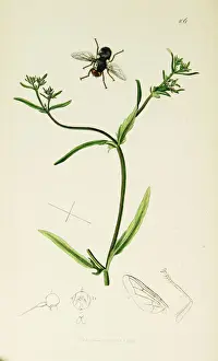 Picta Prints: Curtis British Entomology Plate 106