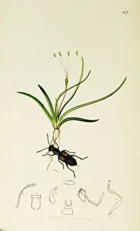 Plantain Prints: Curtis British Entomology Plate 107