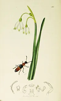 Aestivum Gallery: Curtis British Entomology Plate 108