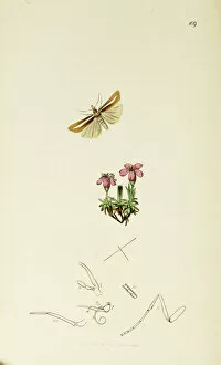 Silene Collection: Curtis British Entomology Plate 109