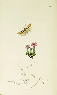 Silene Collection: Curtis British Entomology Plate 109