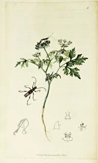 Aethusa Gallery: Curtis British Entomology Plate 11
