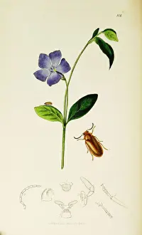 Less Prints: Curtis British Entomology Plate 112