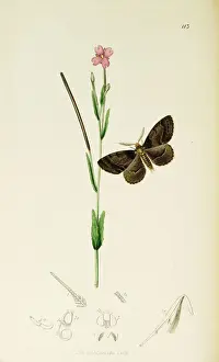 Curtis British Entomology Plate 113