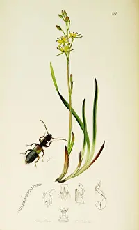 Curtis British Entomology Plate 115