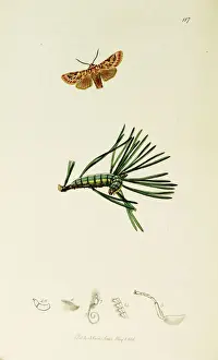 Curtis Prints: Curtis British Entomology Plate 117