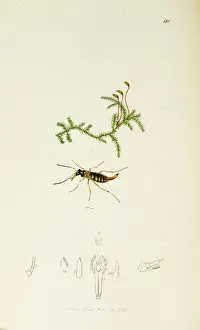 Hyemalis Prints: Curtis British Entomology Plate 118