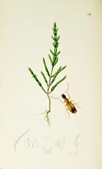 Samphire Prints: Curtis British Entomology Plate 119