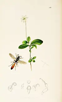 Curtis British Entomology Plate 120