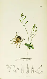 Swallows Prints: Curtis British Entomology Plate 122