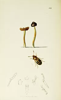 Agaric Gallery: Curtis British Entomology Plate 123