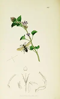 Punctata Prints: Curtis British Entomology Plate 125
