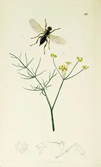 Fennel Prints: Curtis British Entomology Plate 126