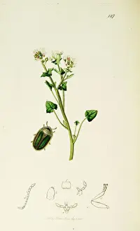 Samphire Prints: Curtis British Entomology Plate 127