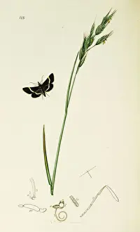 Cingulata Prints: Curtis British Entomology Plate 128