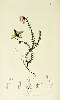 Curtis British Entomology Plate 13
