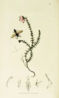 Erica Prints: Curtis British Entomology Plate 13