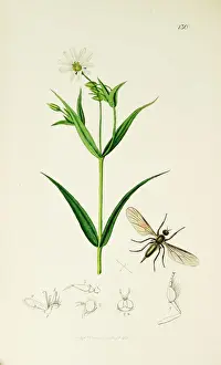 Curtis British Entomology Plate 130