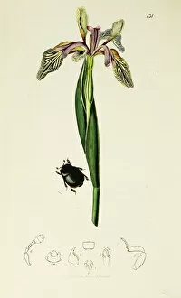 Pygmaeus Collection: Curtis British Entomology Plate 131