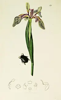 Curtis British Entomology Plate 131