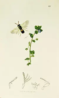 Curtis British Entomology Plate 133