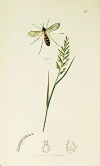 Curtis British Entomology Plate 134