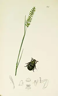 Curtis British Entomology Plate 135