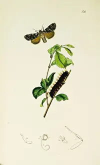 Curtis British Entomology Plate 136