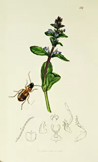 Ajuga Gallery: Curtis British Entomology Plate 139