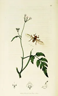 Anthriscus Gallery: Curtis British Entomology Plate 14