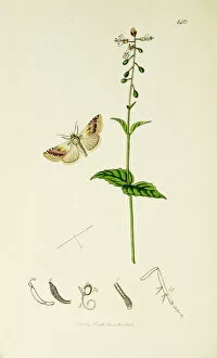 Nightshade Gallery: Curtis British Entomology Plate 140