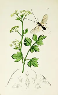 Curtis British Entomology Plate 141