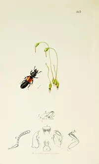 Curtis British Entomology Plate 143