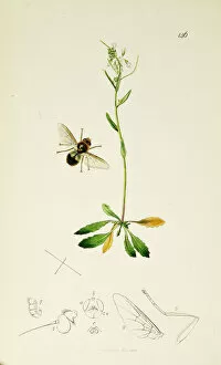 Arabis Collection: Curtis British Entomology Plate 146