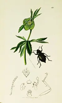 Hellebore Prints: Curtis British Entomology Plate 148