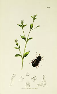 Curtis British Entomology Plate 149