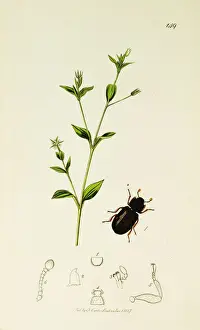 Variegatus Prints: Curtis British Entomology Plate 149